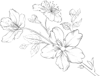 Flower 1